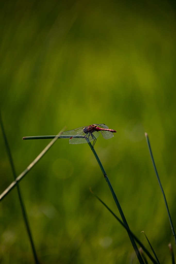 Tallgrass: Red Dragonfly - Aeshnidiae : Glazenmakers.