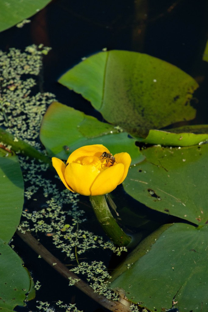 Tallgrass: Water Lily