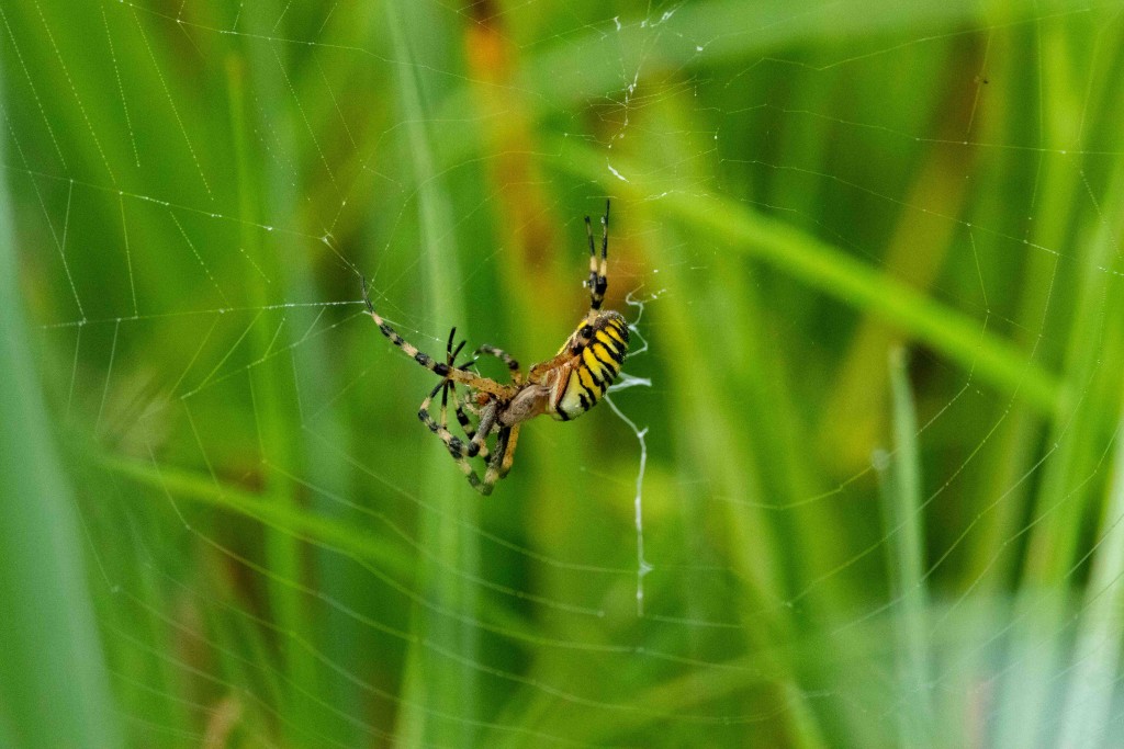 Tallgrass: Wasp spider - Argiope bruennichi : Araneidae family.