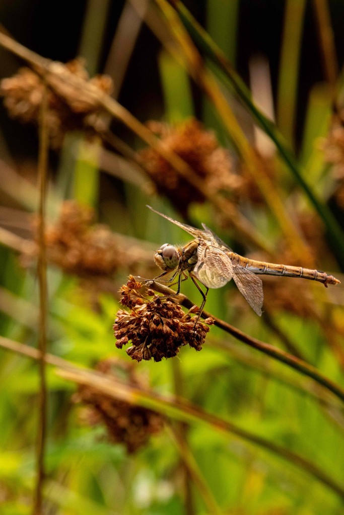 Tallgrass: Golden Dragonfly - Aeshnidiae : Glazenmakers.
