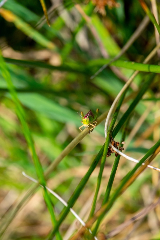 Tallgrass: Scratcher grasshopper